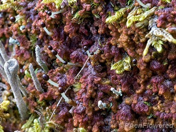 Plant form with sporophytes